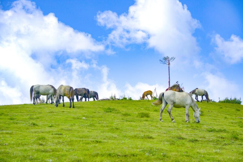 Ghoda Daud Patan khaptad national park Ghoda Daud Patan khaptad national park